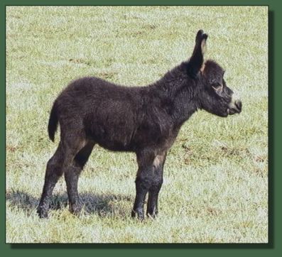 Cedar Creek's Little Black Bantam