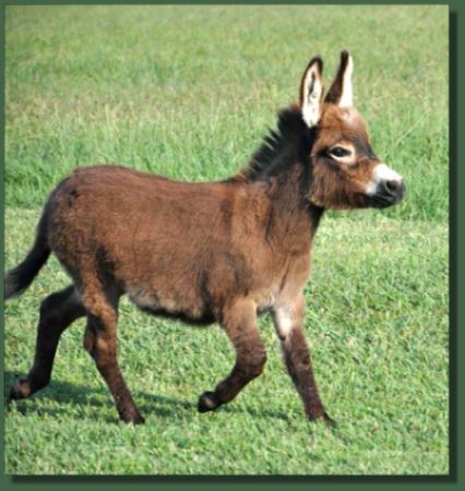 Cedar Creek Champagne Lady