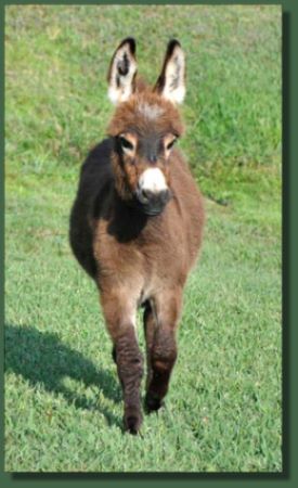 Cedar Creek Champagne Lady