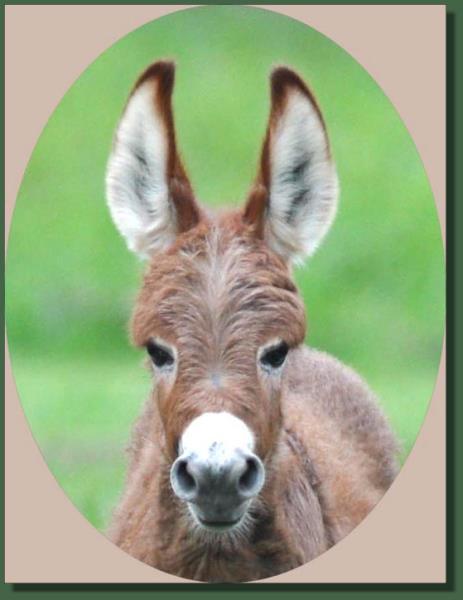 Cedar Creek Gypsy Rose, red miniature donkey jenent for sale