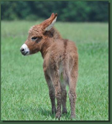 Cedar Creek Gypsy Rose, red miniature donkey jenent for sale