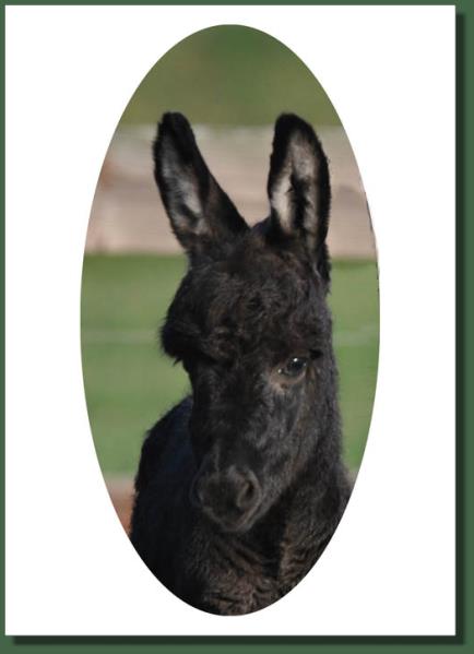 Cedar Creek Shady Lady, miniature donkey for sale