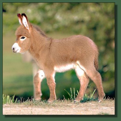 Cedar Creek Farm Special Sondae