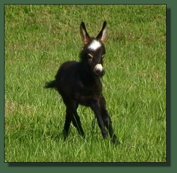 Glory's 2008 Jack Foal