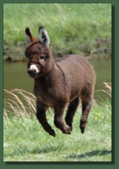 Cedar Creek Annything Goes