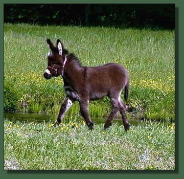 Wishing Star @ six weeks of age