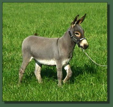 Cedar Creek Farm's Cameo