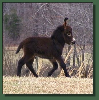 Cedar Creek Farm's Daydreamer