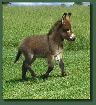 Cedar Creek Farm's Fantasy