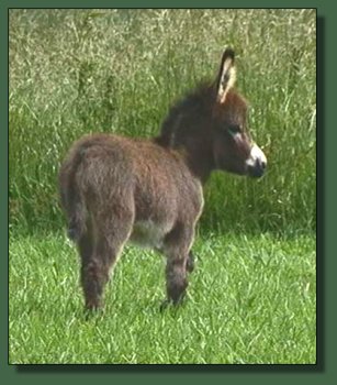 Cedar Creek Farm's Fantasy