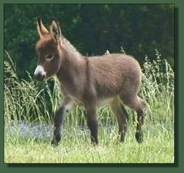 Cedar Creek Farm's Fantasy