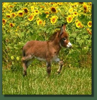 Cedar Creek Farm Lady in Red