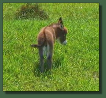 Cedar Creek Farm Lady in Red