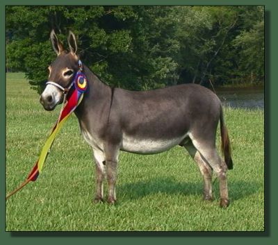 Cedar Creek Nickelsby