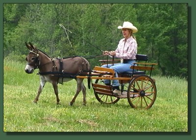 Cedar Creek Nickelsby