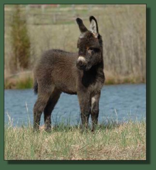 Cedar Creek Farm's Shamrock